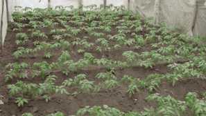 Ako sa vysporiadať s ľudovými prostriedkami s phytoofluoro na paradajkách